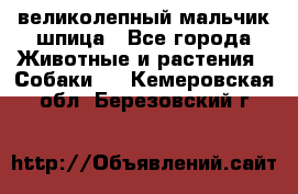 великолепный мальчик шпица - Все города Животные и растения » Собаки   . Кемеровская обл.,Березовский г.